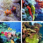 Logo of Coral Reef HD Wallpapers android Application 