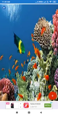 Coral Reef HD Wallpapers android App screenshot 5