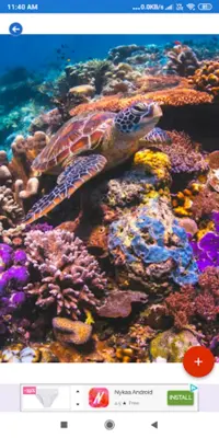 Coral Reef HD Wallpapers android App screenshot 6